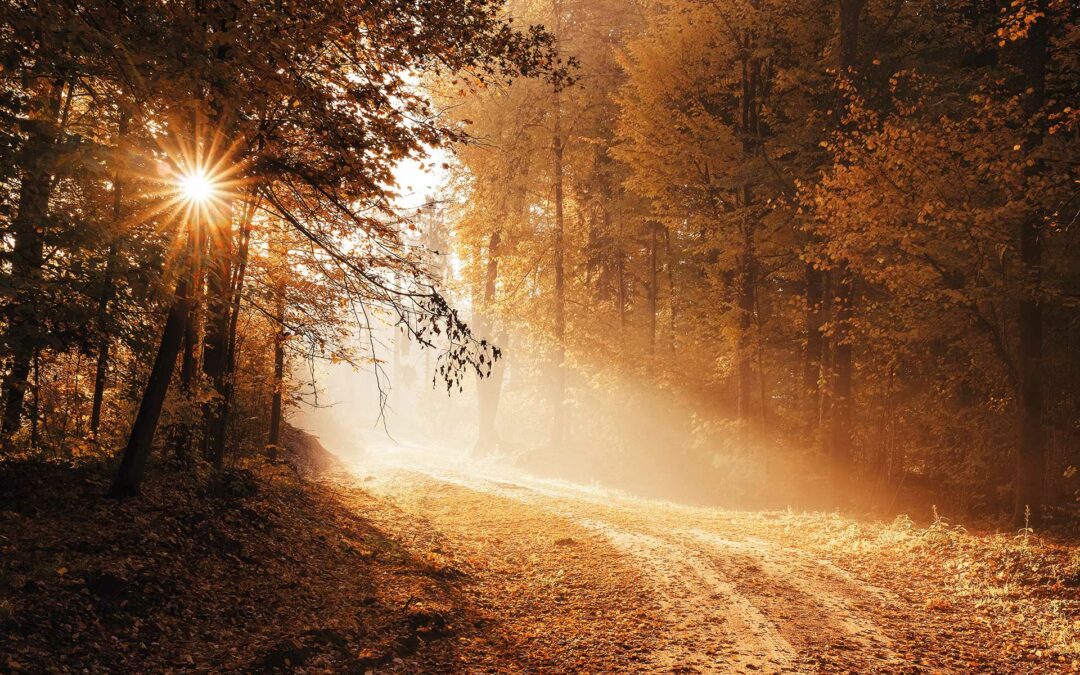 Bandeau Accueil_ Claire Louis Ecrivain public Soins relaxants Langeac