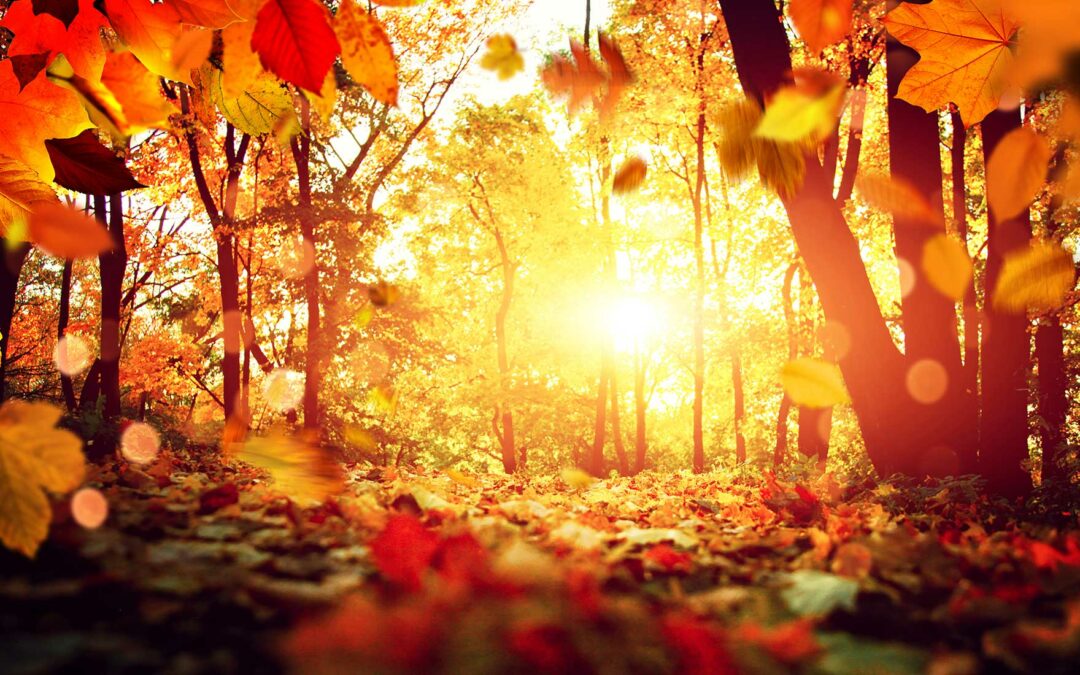 Photo_Ateliers_ Claire Louis Ecrivain public Soins relaxants Langeac